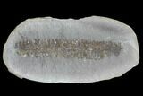 Pecopteris Fern Fossil (Pos/Neg) - Mazon Creek #89892-1